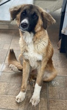 ZALLI, Hund, Mischlingshund in Griechenland - Bild 12