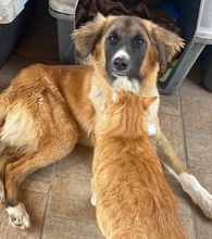 ZALLO, Hund, Mischlingshund in Griechenland - Bild 13