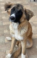 ZALLO, Hund, Mischlingshund in Griechenland - Bild 2