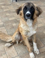 ZALLI, Hund, Mischlingshund in Griechenland - Bild 4