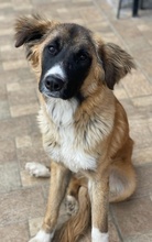 ZALLO, Hund, Mischlingshund in Griechenland - Bild 5