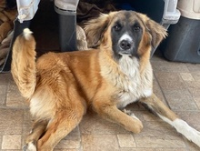 ZALLO, Hund, Mischlingshund in Griechenland - Bild 8
