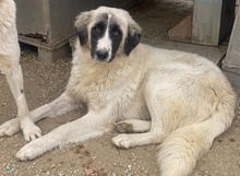 LESLIE, Hund, Mischlingshund in Griechenland - Bild 10