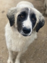 LESLIE, Hund, Mischlingshund in Griechenland - Bild 3
