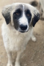 LESLIE, Hund, Mischlingshund in Griechenland - Bild 4