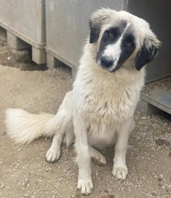 LESLIE, Hund, Mischlingshund in Griechenland - Bild 6