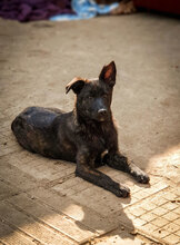 WILMA, Hund, Mischlingshund in Bulgarien - Bild 1