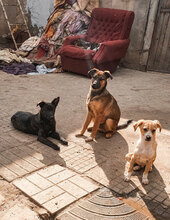 WILMA, Hund, Mischlingshund in Bulgarien - Bild 4