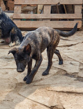 WILMA, Hund, Mischlingshund in Bulgarien - Bild 5