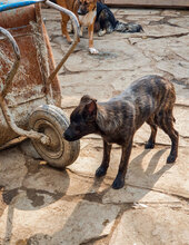 WILMA, Hund, Mischlingshund in Bulgarien - Bild 6