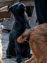 WILMA, Hund, Mischlingshund in Bulgarien - Bild 7