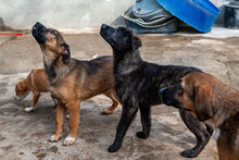 WILMA, Hund, Mischlingshund in Bulgarien - Bild 8