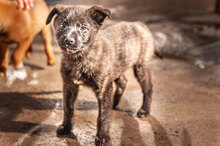 WILMA, Hund, Mischlingshund in Bulgarien - Bild 9