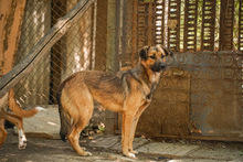 WENDY, Hund, Mischlingshund in Bulgarien - Bild 1