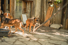 WENDY, Hund, Mischlingshund in Bulgarien - Bild 2