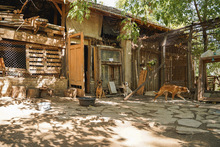 WENDY, Hund, Mischlingshund in Bulgarien - Bild 3