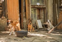 WENDY, Hund, Mischlingshund in Bulgarien - Bild 4