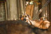 WENDY, Hund, Mischlingshund in Bulgarien - Bild 5