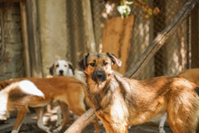 WENDY, Hund, Mischlingshund in Bulgarien - Bild 6