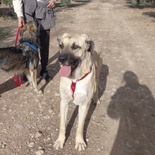 DANTE, Hund, Mischlingshund in Spanien - Bild 10