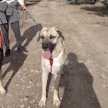 DANTE, Hund, Mischlingshund in Spanien - Bild 11