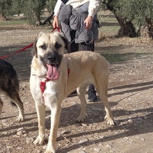 DANTE, Hund, Mischlingshund in Spanien - Bild 12