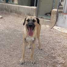 DANTE, Hund, Mischlingshund in Spanien - Bild 14