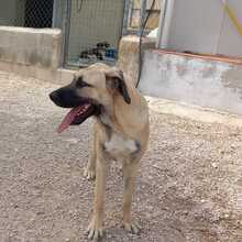 DANTE, Hund, Mischlingshund in Spanien - Bild 15