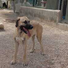 DANTE, Hund, Mischlingshund in Spanien - Bild 16