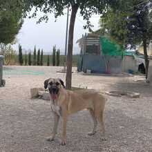 DANTE, Hund, Mischlingshund in Spanien - Bild 17