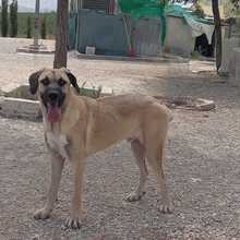 DANTE, Hund, Mischlingshund in Spanien - Bild 18