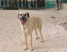 DANTE, Hund, Mischlingshund in Spanien - Bild 2