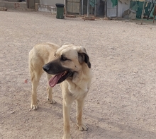 DANTE, Hund, Mischlingshund in Spanien - Bild 3