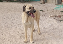 DANTE, Hund, Mischlingshund in Spanien - Bild 4