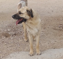DANTE, Hund, Mischlingshund in Spanien - Bild 6