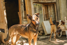 WINNI, Hund, Mischlingshund in Bulgarien - Bild 1