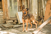 WINNI, Hund, Mischlingshund in Bulgarien - Bild 3