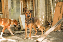 WINNI, Hund, Mischlingshund in Bulgarien - Bild 4