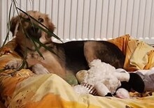 KASA, Hund, Beagle-Hütehund-Mix in Mentin - Bild 3