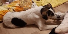 AVA, Hund, Beagle-Hütehund-Mix in Mentin - Bild 1