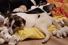 AVA, Hund, Beagle-Hütehund-Mix in Mentin - Bild 4