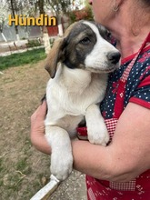 MOMO, Hund, Beagle-Hütehund-Mix in Mentin - Bild 1