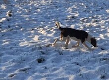AHNTU, Hund, Beagle-Hütehund-Mix in Mentin - Bild 2