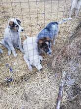 SHABO, Hund, Mischlingshund in Rumänien - Bild 10