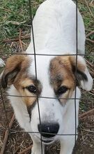 SHABO, Hund, Mischlingshund in Rumänien - Bild 3