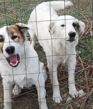 SHABO, Hund, Mischlingshund in Rumänien - Bild 4