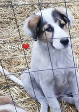 SHABO, Hund, Mischlingshund in Rumänien - Bild 5