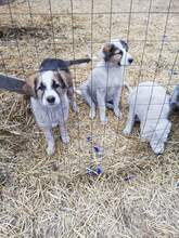 SHABO, Hund, Mischlingshund in Rumänien - Bild 9