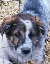 SETH, Hund, Mischlingshund in Rumänien - Bild 1
