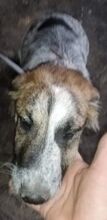 SETH, Hund, Mischlingshund in Rumänien - Bild 10